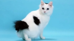 Japonski bobtail