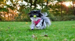 Japonska hin (photo): starodavna pasma sobnih psov