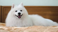 Japonski spitz
