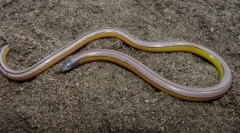 Lizard california ne-ahand