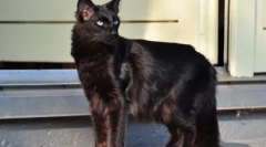 Yalanenez: opis pasme