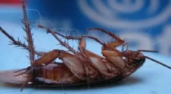 Učinkovit razmislek za uničenje ščurkov