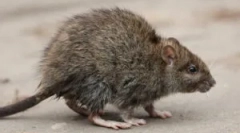 Učinkovita refrakcija in strupi od podgan