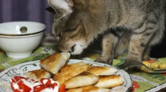 Učinkovite metode poučevanja mačk in mačk iz lazage