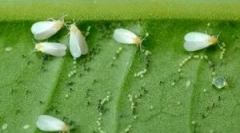 Učinkovito sredstvo belega