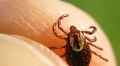 Učinkovita sredstva iz ixodskih klopov