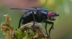 Učinkovita sredstva iz muh v hiši