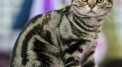 Ekskluzivne želvešča: kakšna je skrivnost njihovega barvanja