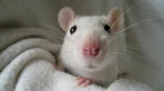 Etoparazite v dekorativnih podganah