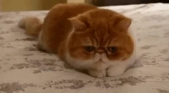 Eksotična mačka (eksotična)