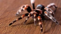 Eksotični hišni ljubljenčki: imena in fotografije