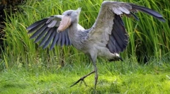 Eksotične ptice: top 7 najbolj nenavadnih pasem