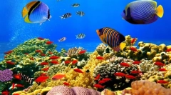 Eksotične ribje morja in oceani