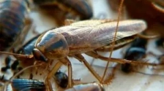 Elektrika za ščurke