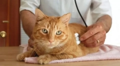 Endokrini sistem mačk