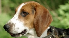 Estonski pes (fotografija): mute pet and asistent za lov