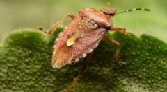 To ni hrošče, ampak hrošče, ki smrdi