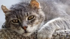 Euthansia mačke: indikacije in metode