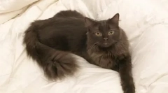 York chocolate cat: opis pasme