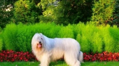 Južni ruski shepherd (photo): nisem ljubeč in puhasto, ampak mogočna in pogumna