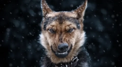 Kakšne sanje o psu: skrivnosti in sanje