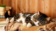 Kaj kačje sanje: interpretacija sanj s sodelovanjem štirinožnega puhasta