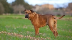 Ka de bo (fotografija): tandem pogum in čast v enem srcu