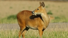 Kabarga sahalinskaya