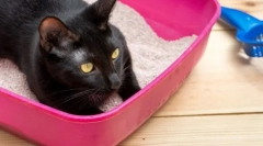 Kako pogosto mačka gre na stranišče