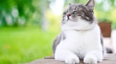 Kako pogosto mačka vpraša mačko?