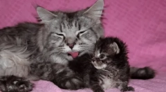 Kako pogosto je mucek na stranišče: norma in odstopanja