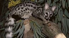 Kako so cyowesterji vključeni v proizvodnjo najdražje kave na svetu?