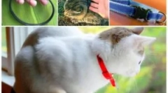 Kako je ovratnik iz bolha za mačke