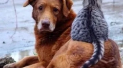 Kako pade na bolhe na žuželke