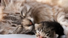 Kako dolgo mačka rodi?