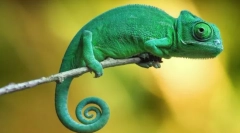 Kako chameleon spremeni barvo?