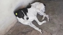 Ker je lastnik našel svojega psa v treh letih iskanja