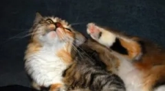 Kako in kaj prinesete bolhe iz domače mačke?