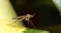 Kako komarji najdejo osebo v temi?