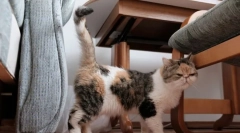 Kako cat označuje ozemlje