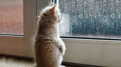 Kako mačka napoveduje vreme