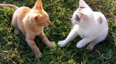 Kako se mačka dobi okoli mačke?