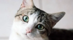 Kako mačka vidi svet