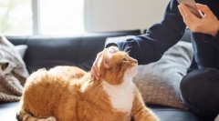 Kako mačka vpliva na človeka