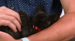 Kako mačka izbere mojster?