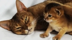 Kako mačka skrbi za svoje potomce?