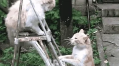 Kako je mačka zaščitena pred sovražniki?