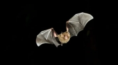 Kako so netopirji usmerjeni v temo?