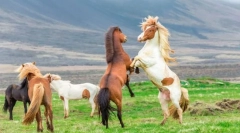 Kako se konji ščitijo od prestopnikov?