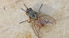 Kako letenje gre na strop